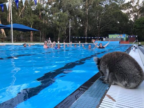 The marsupial checked out the class held in Timboon. (The koala got close to the swimming pool's edge, but didn't dare to dive in. (Supplied, Jaymee-Lea Hope)