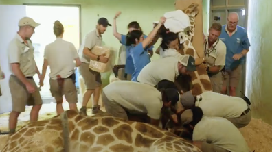Taronga: Who's Who in the Zoo Episode 1 Season 4: Jimiyu the giraffe