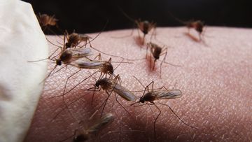 Experts are tipping an increase in mosquito numbers caused by heavy rainfall. 