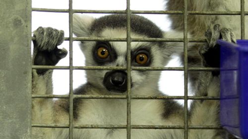 Lemur scratches at door, attacks woman when she emerges to investigate