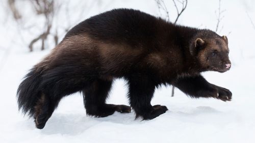 Wolverines are wily and fearsome animals.