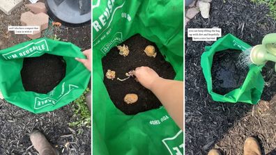 Gardener uses reusable shopping bag to grow potatoes