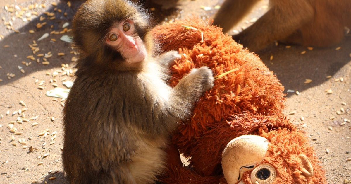Punch the monkey: A rejected monkey finding comfort in a stuffed toy is the internet's new favourite animal at Ichikawa City Zoo