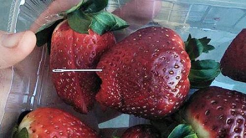 Strawberry needles contamination.