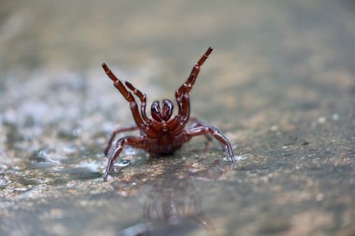 Wet weather is the leading cause of an increase in movement and sighting of venomous reptiles across Sydney.