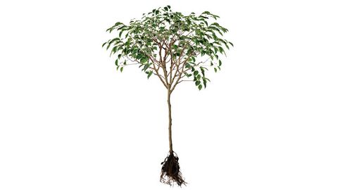 Ficus tree