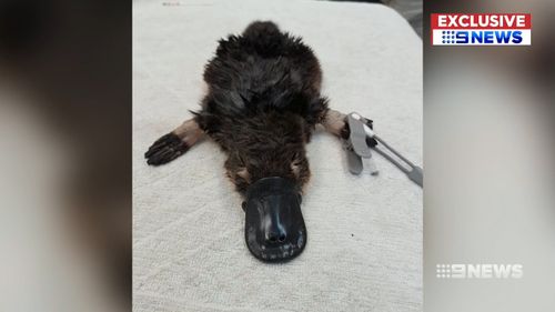 The tiny platypus weighed just 420grams and was given a slim chance of survival. Picture:9NEWS