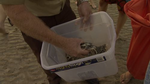 The small hatchlings were placed onto the sand by wild life rangers.