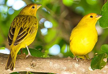 The Atlantic canary is a member of which order of birds?
