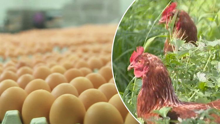 Important Bird Flu Warning for Australians Traveling Abroad
