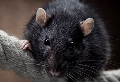 Black rat (Getty)