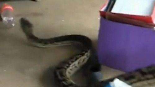 This python slithered its way into a north Queensland home.