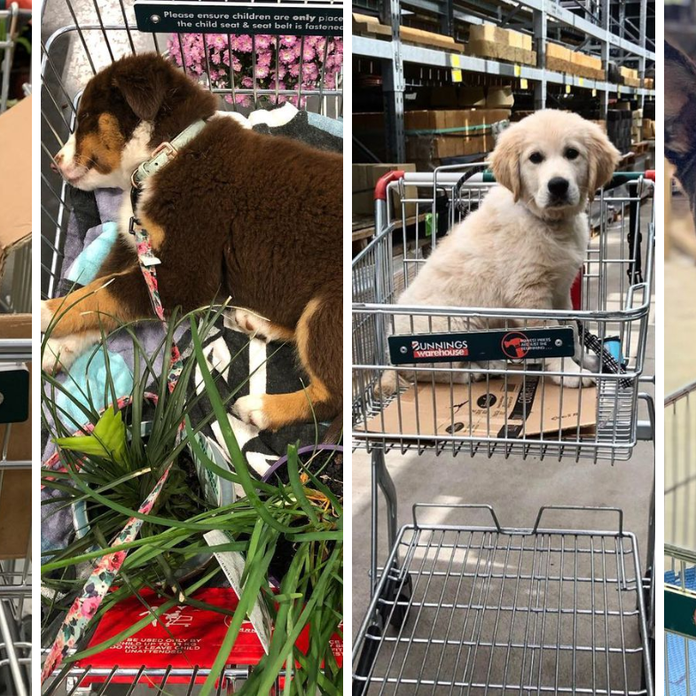 can dogs go to bunnings australia