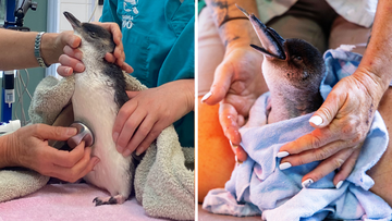 The little penguin was found near Newcastle with a large gash on its back, believed to be caused by a bird of prey.