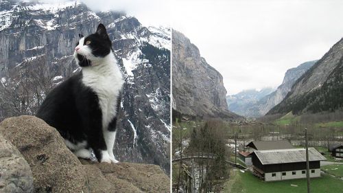 Man stranded in Swiss mountains rescued by guide kitty