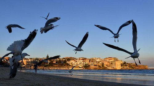 Seagulls flying over Sydney's Bondi Beach.