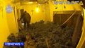 WA police find 750 cannabis plants in homes