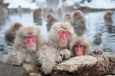 Jigokudani Monkey Park, Nagano