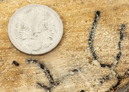 Polyphagus shothole borer in a maple tree.