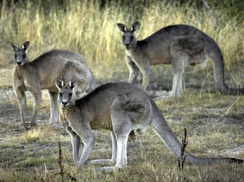 Experts are concerned a cull will decimate roo populations as they're already under stress.