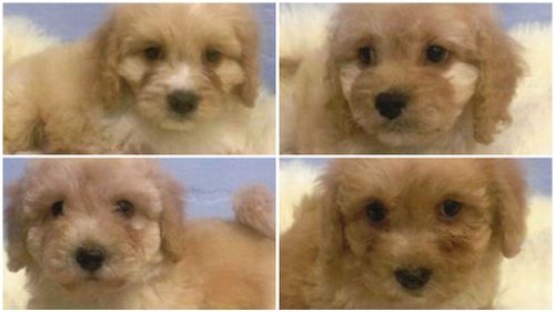 Police are now searching for the pups. (Victoria Police)