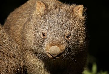 What is the word for a young wombat?