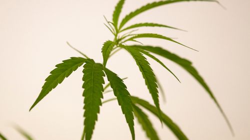 Plantes d'intérieur de cannabis en Thaïlande Ministre de la santé publique Anutin Chanvirakul