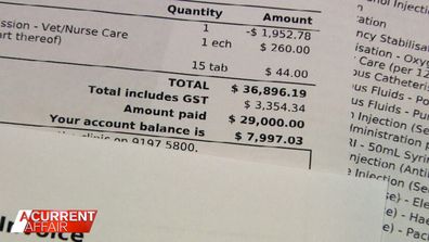 Matisse spent six days at the vet and in that time, she racked up a bill of $36,896.19.