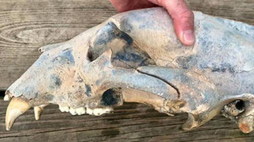 The bear skull is approximately 16 inches long and 8.5 inches wide.