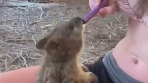 Quokka forced to vape in disturbing online video