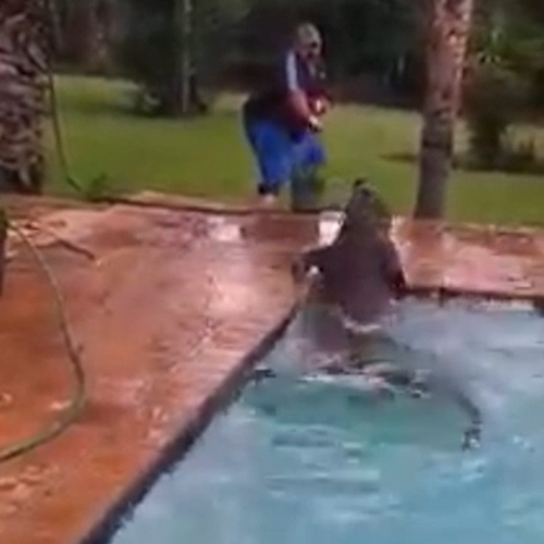 crocodile in swimming pool