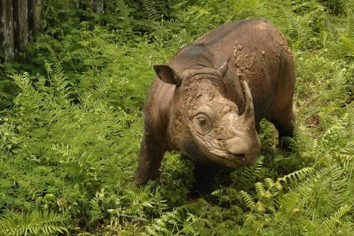 Malaysia’s last male Sumatran rhino dies in captivity