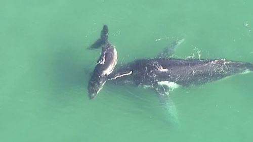 A humpback whale calf nudges an adult whale stranded off North Stradbroke Island. (9NEWS)