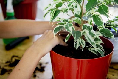 Houseplants, indoor plants