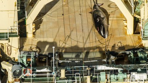 Sea Shepherd claims to have caught Japanese whalers in Australian water with dead minke