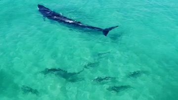Stunning footage of sharks, schools of fish and even a surfing whale have been captured off the coast of Queensland&#x27;s Fraser Island, giving a rare aerial look at the region&#x27;s aquatic life.