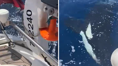 بلکبرن توانست از حیوانات در حین عبور از اطراف و زیر قایق فیلم بگیرد.