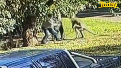 Ballina kangaroo attack Cliff Des