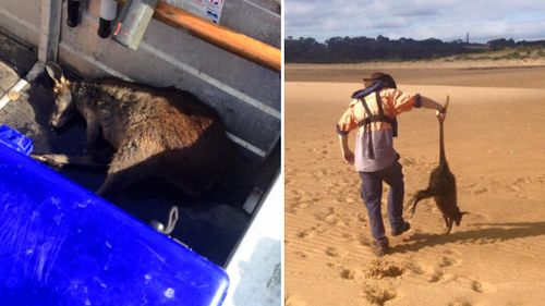 Fishermen rescue unconscious wallaby from waters 200m off Phillip Island