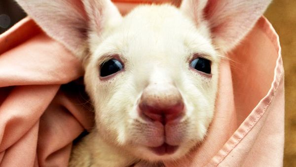 White kangaroo at Caversham Wildlife Park (Facebook)