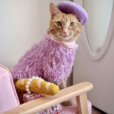 Princess Honeybelle the cat influencer 