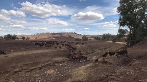 Drought Australia NSW assistance money fodder handouts Coonabarabran