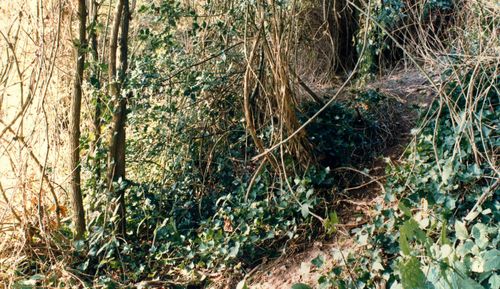 The bodies of Karen Hadaway and Nicola Fellows were found, in a woodland den in an overgrown area in Wild Park on the South Downs, near Brighton.