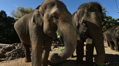 Num-oi (left) has finally given birth after 22 months, however the calf was born with a congenital condition. (AAP)