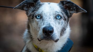 Bear the koala rescue dog