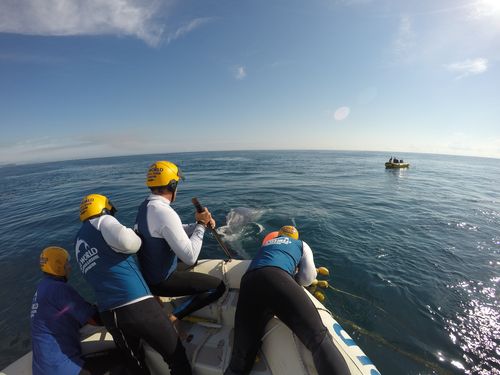 The team freed the net from the calf’s head and blow hole first “so it could breathe properly” before freeing the net from its pectoral fins