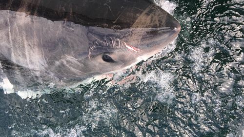 A supplied image obtained Sunday, Dec. 11, 2016 of A 3.2-metre-long female great white shark that was caught in a controversial new shark net at Sharpes Beach in Ballina on the NSW north coast in 2016.