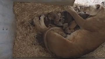 Five African lion cubs have been born at Monarto Safari Park.