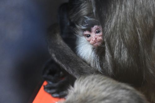 The baby monkey is yet to be named. (AAP)