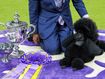 Miniature Poodle 'Sage' wins top dog at Westminster Dog Show